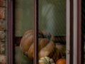 pumpkin seed oil pumpkins in a window