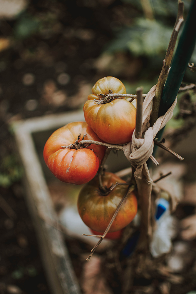 victory garden heirloom tomato