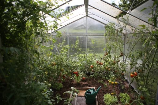 best fertilizer for vegetable gardens featured image